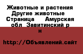 Животные и растения Другие животные - Страница 2 . Амурская обл.,Завитинский р-н